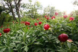 sarbatoarea bujorului