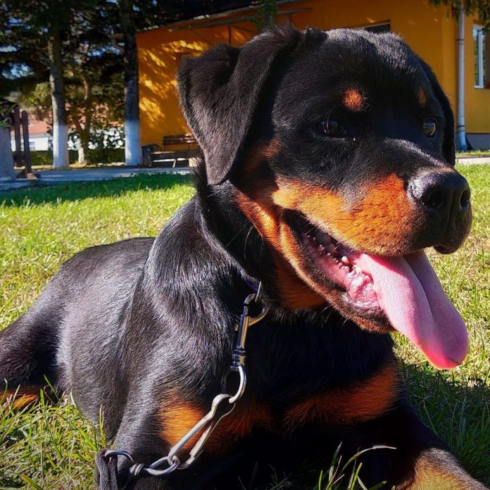 caini, jandarmi, craiova