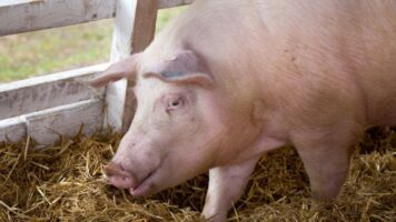 Pestă porcină africană confirmată în Bârca și Desa