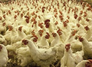 Romania, intre pesta porcina si gripa aviara aviara, gripa, romania