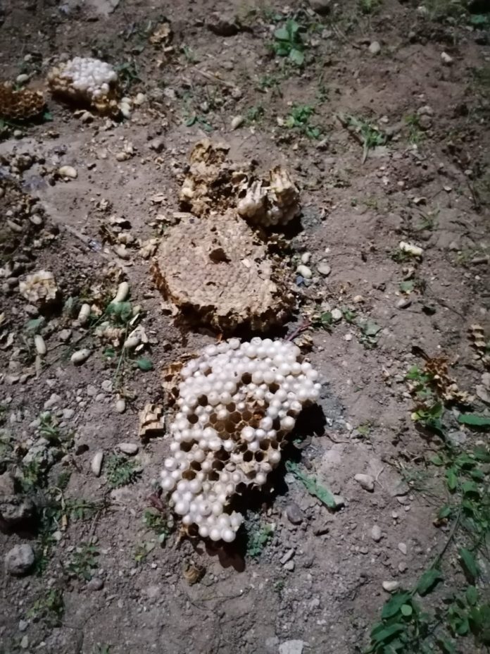 jandarmi