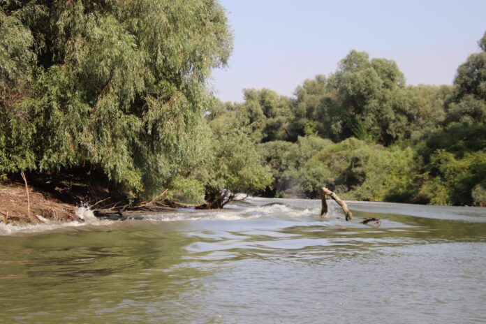 scaldat, interzis, dolj jiu