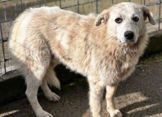 15 iunie 2024, Parcul „Romanescu”: Târg de adopții canine