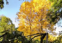 Toamna începe cu temperaturi peste normal. Cum va fi vremea până la începutul lui octombrie Toamna începe cu temperaturi peste normal