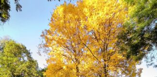 Toamna începe cu temperaturi peste normal