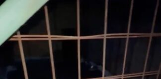 Dosar penal pentru uciderea animalelor