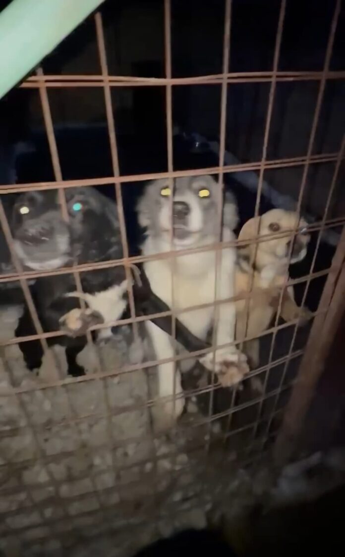 Dosar penal pentru uciderea animalelor