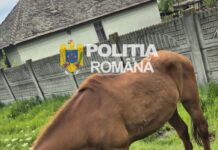 Tânăr din Galicea Mare, cercetat pentru schingiuirea unui cal