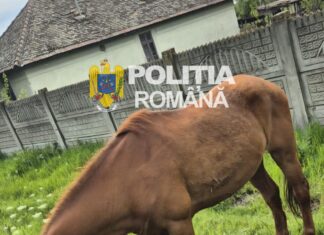 Tânăr din Galicea Mare, cercetat pentru schingiuirea unui cal