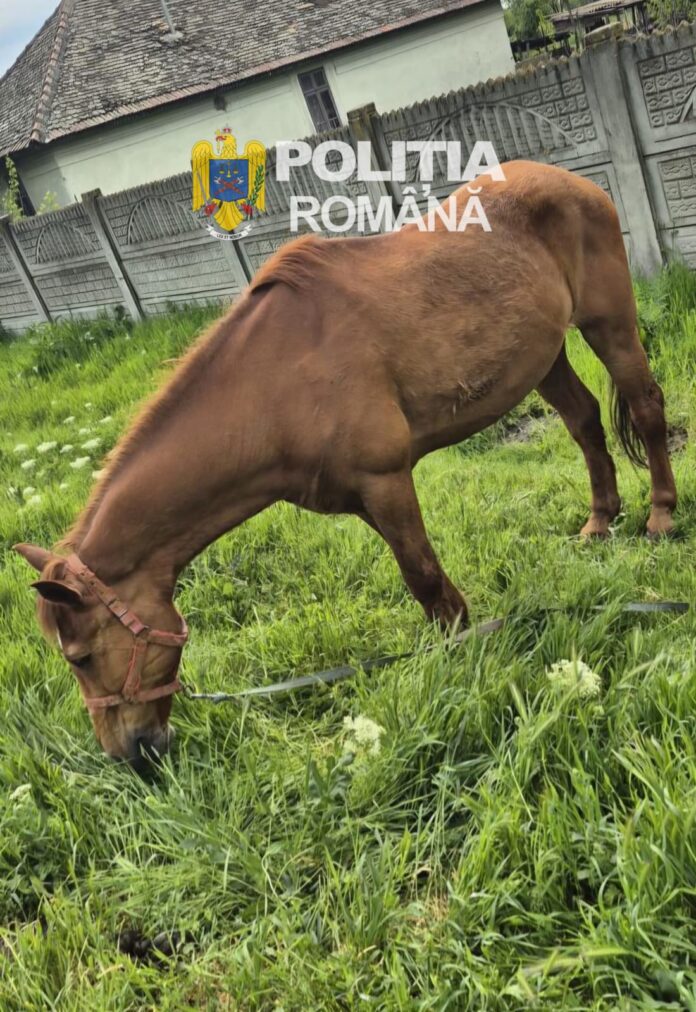 Tânăr din Galicea Mare, cercetat pentru schingiuirea unui cal