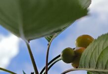 Cât costă cireșele în Craiova