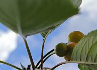 Cât costă cireșele în Craiova