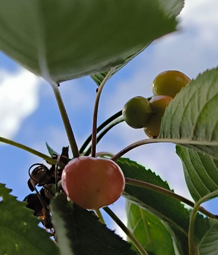 Cât costă cireșele în Craiova