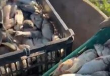 Flagrant al jandarmilor doljeni în perioada de prohibiție