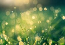 Economia verde – noul orizont al pieței muncii în județul Olt