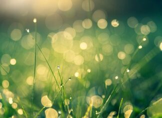 Economia verde – noul orizont al pieței muncii în județul Olt