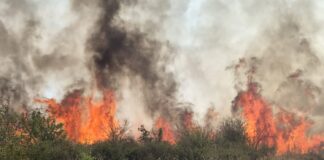 Incendiu de vegetație uscată și miriște la Vârvoru de Jos. Focul amenință o pădure și o fermă