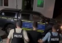 Tânăr de 28 de ani, reținut după ce ar fi ucis o pisică pe un bulevard din Craiova