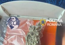 Prins într-un tren cu aproximativ 100 de grame de canabis. Bărbat de 28 de ani, arestat preventiv la Craiova Prins într-un tren cu aproximativ 100 de grame de canabis. Bărbat de 28 de ani, arestat preventiv la Craiova