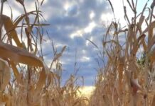 Seceta a grăbit recoltatul porumbului în Dolj. Fermierii au început deja campania!