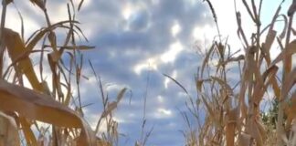 Seceta a grăbit recoltatul porumbului în Dolj. Fermierii au început deja campania!